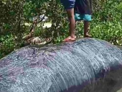 Heboh! Ikan Paus Sepanjang Belasan Meter Terdampar di Pantai Baturoro Majene