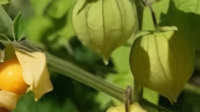 “Lepuk Lepuk” alias Ciplukan: Buah Kecil Rasa Segar, Kaya Manfaat Besar untuk Kesehatan