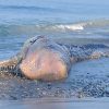Bangkai Paus di Pesisir Pantai Menyengat Warga